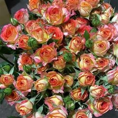 斗南鲜花市场多头玫瑰花 蜜桃雪山玫瑰鲜切花批发 款到发货