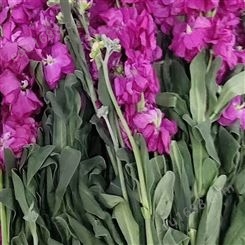 紫罗兰花 玫红色鲜花 装饰室内 插花鲜切花 基地供应
